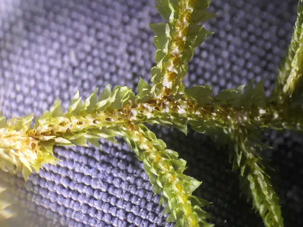 Dendromastigophora Flagellifera