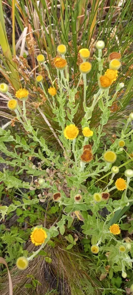 Fleabane