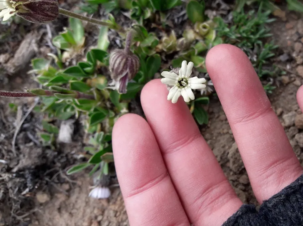 Silene Chilensis