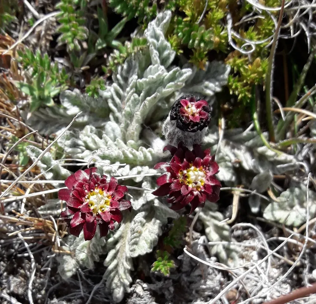 Leucheria Purpurea