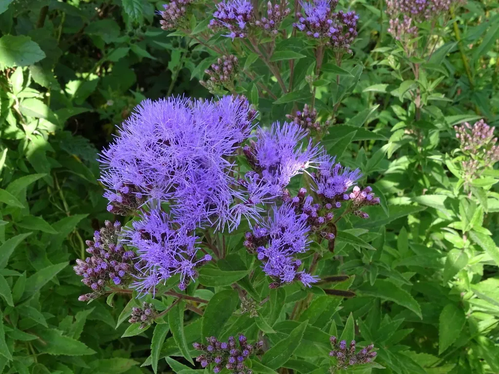 Chromolaena Pulchella