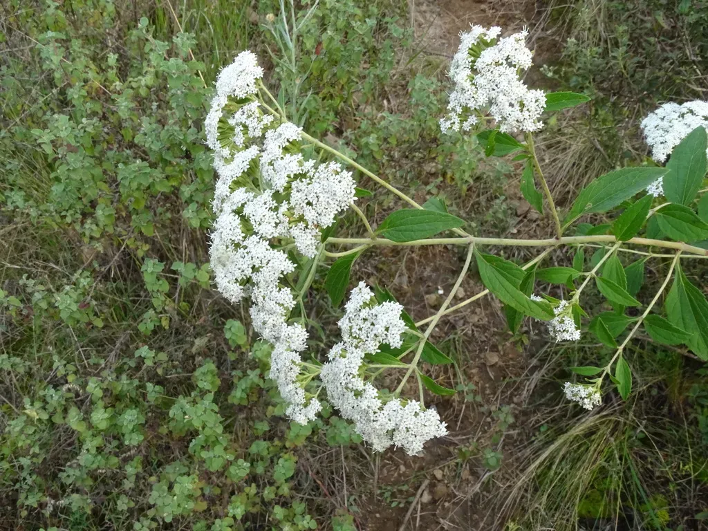 Roundleaf Candyleaf