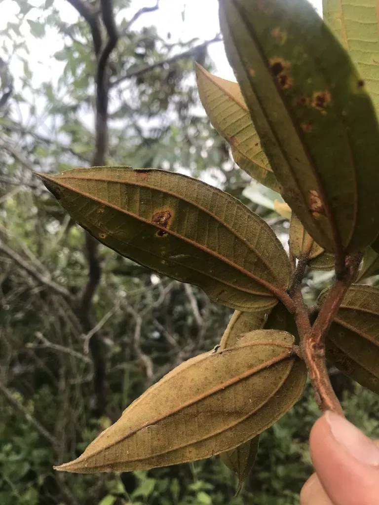 Miconia Rubiginosa