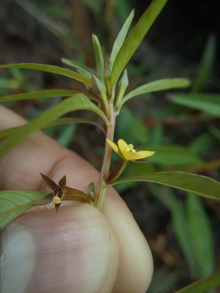 Perennial Water Primrose