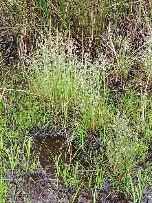 Eragrostis Hispida