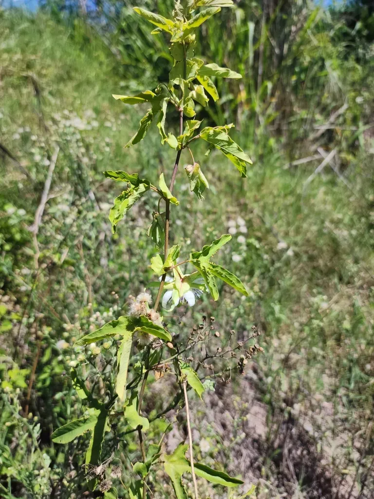 Passiflora Tucumanensis