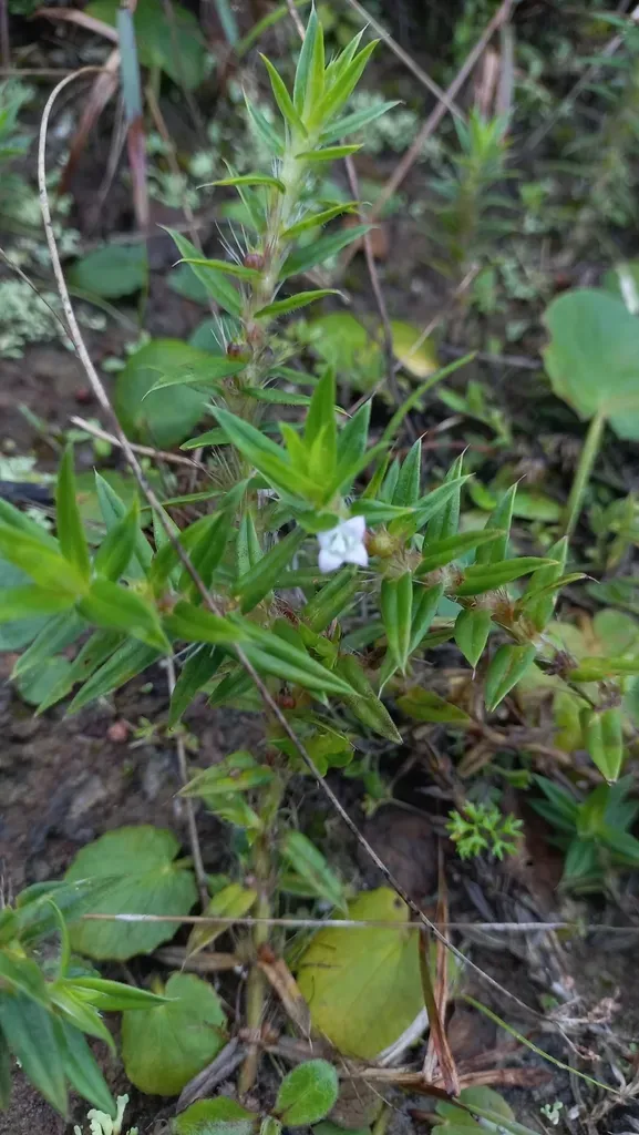 Hexasepalum Apiculatum