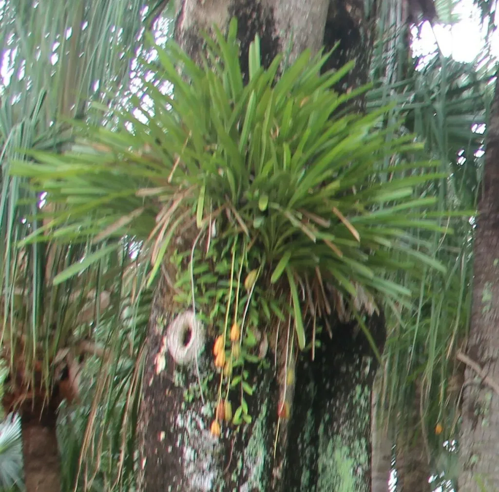 Aloe-leaved Cymbidium