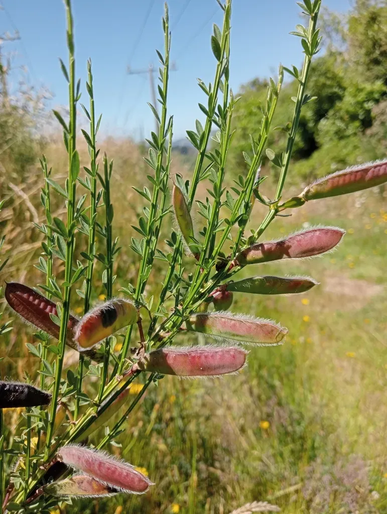 Scotch Broom