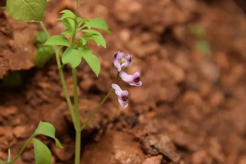Ceratocapnos Turbinata