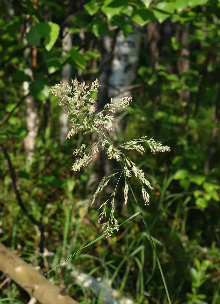 Scandinavian Small Reed