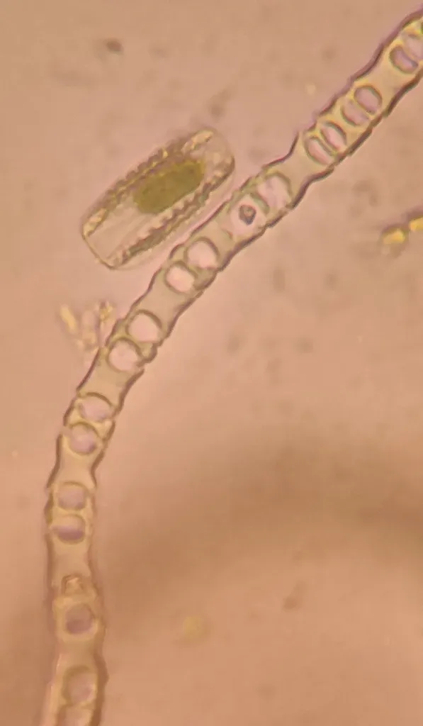 Binuclearia Tectorum