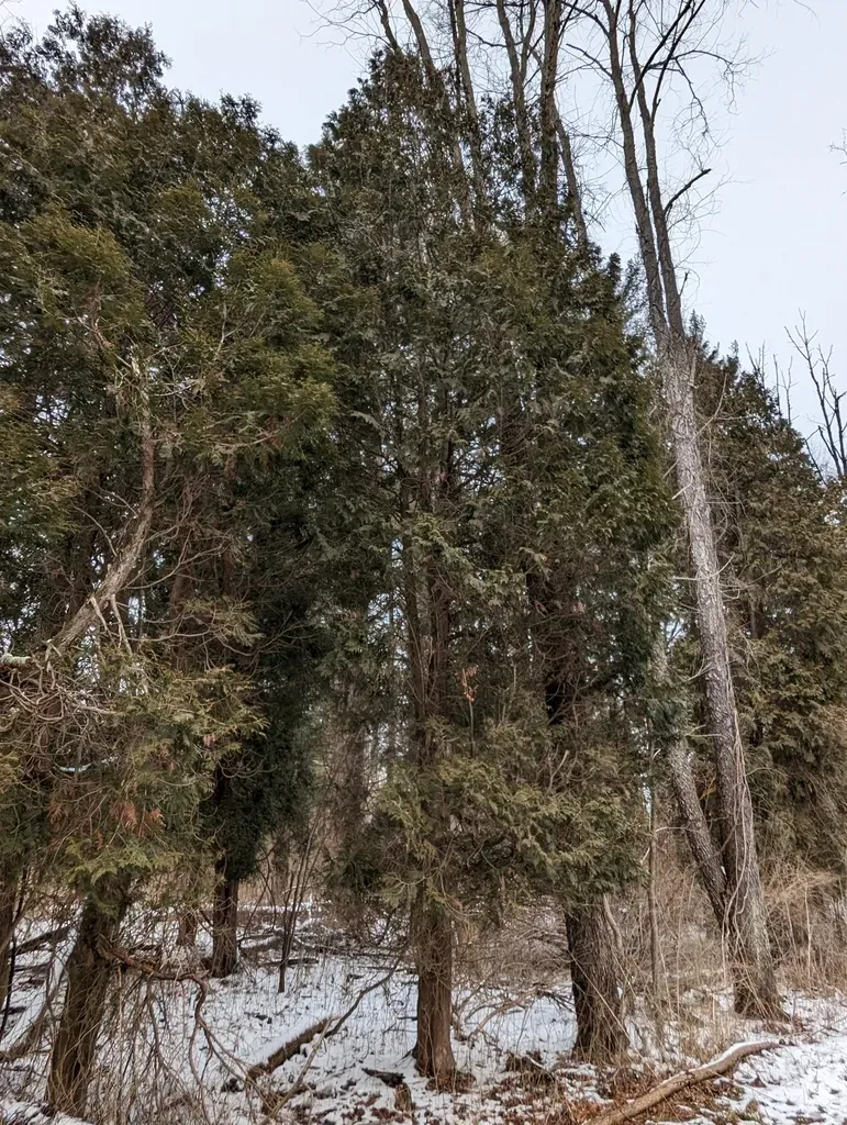 'green Giant' Arborvitae