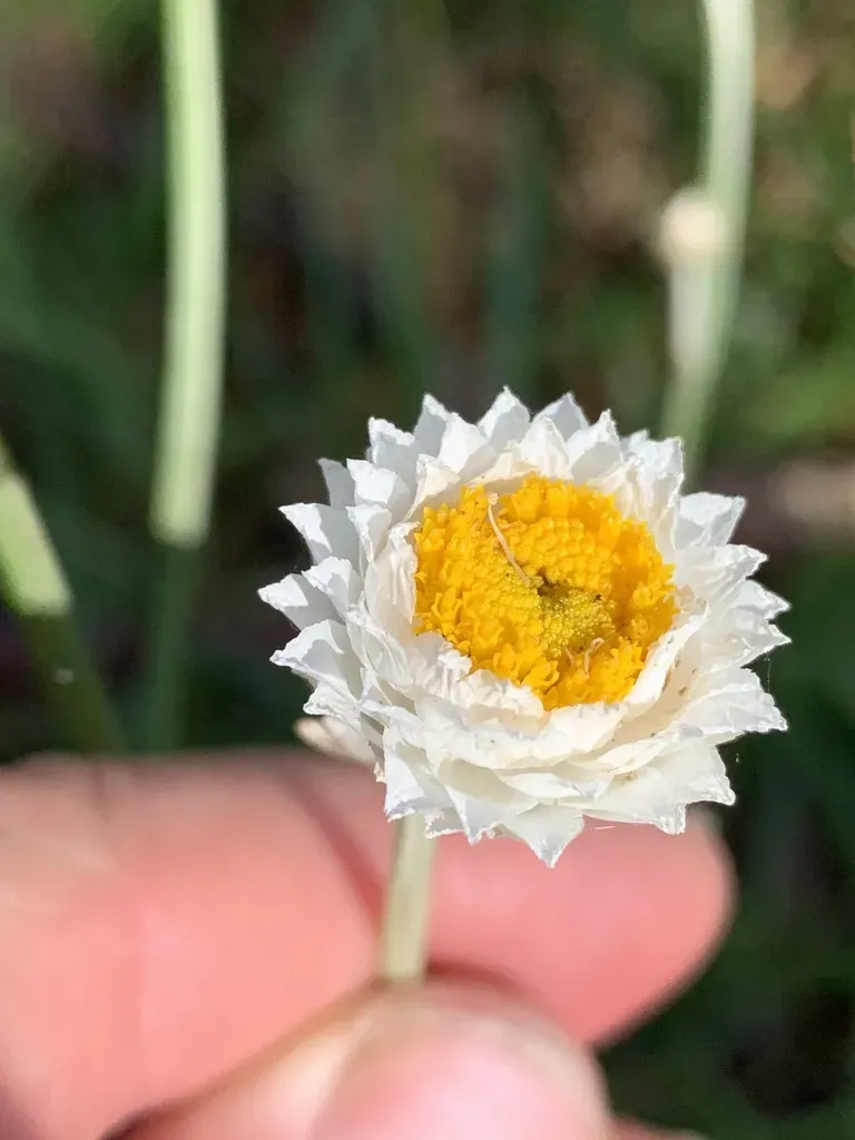 Winged Everlasting Daisy