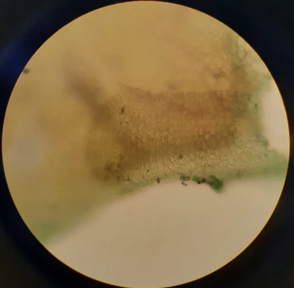 Thysananthus Anguiformis