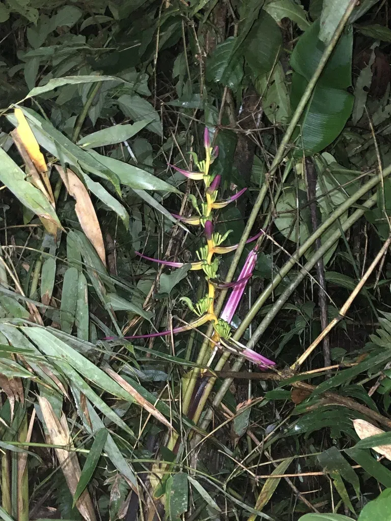 Heliconia Aemygdiana