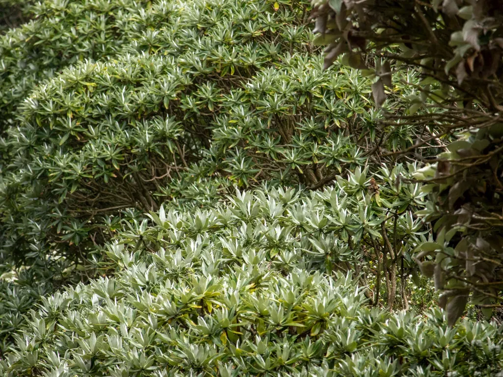 Stewart Island Tree Groundsel