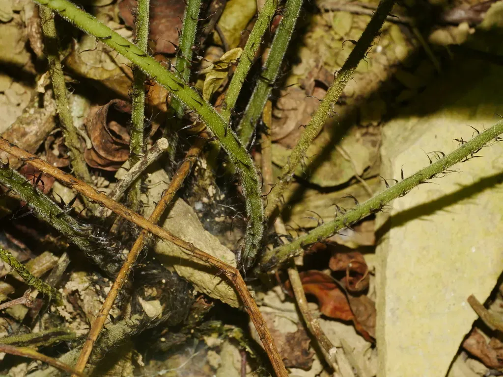 Tectaria Subfuscipes