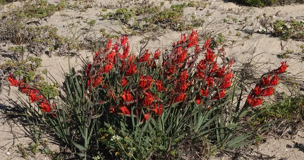 Tall Rat-tail Bobejaantjie