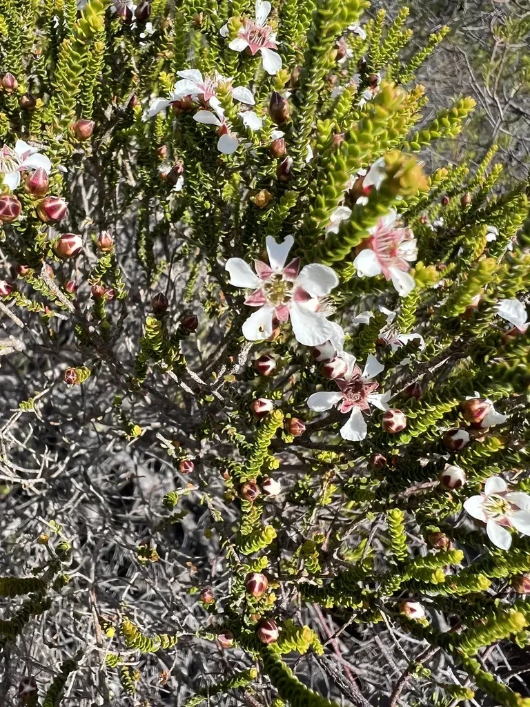 Leptospermum Epacridoideum