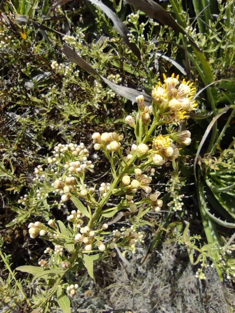 Baccharis Intermedia