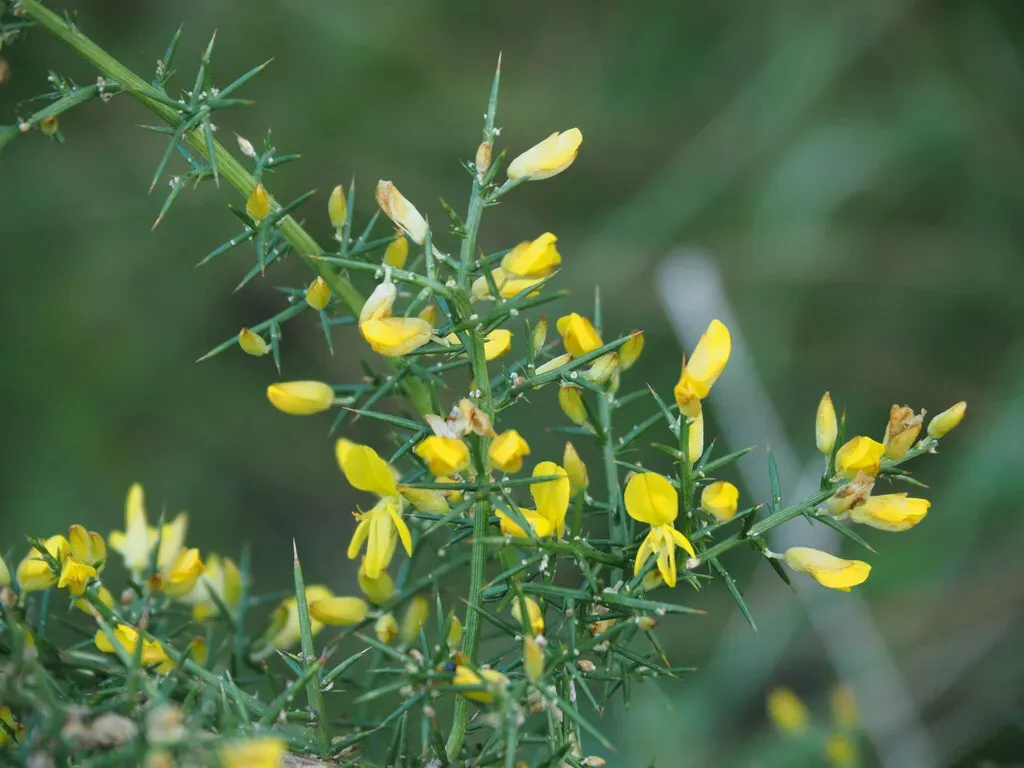 Small-flowered Gorse