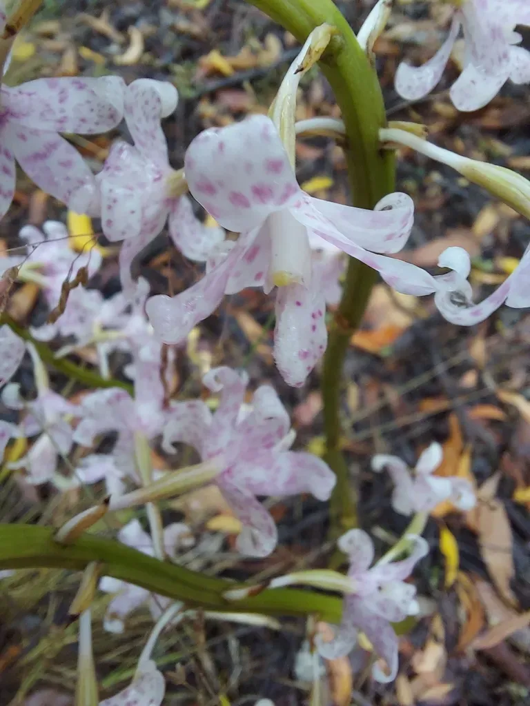 Spotted Hyacinth-orchid