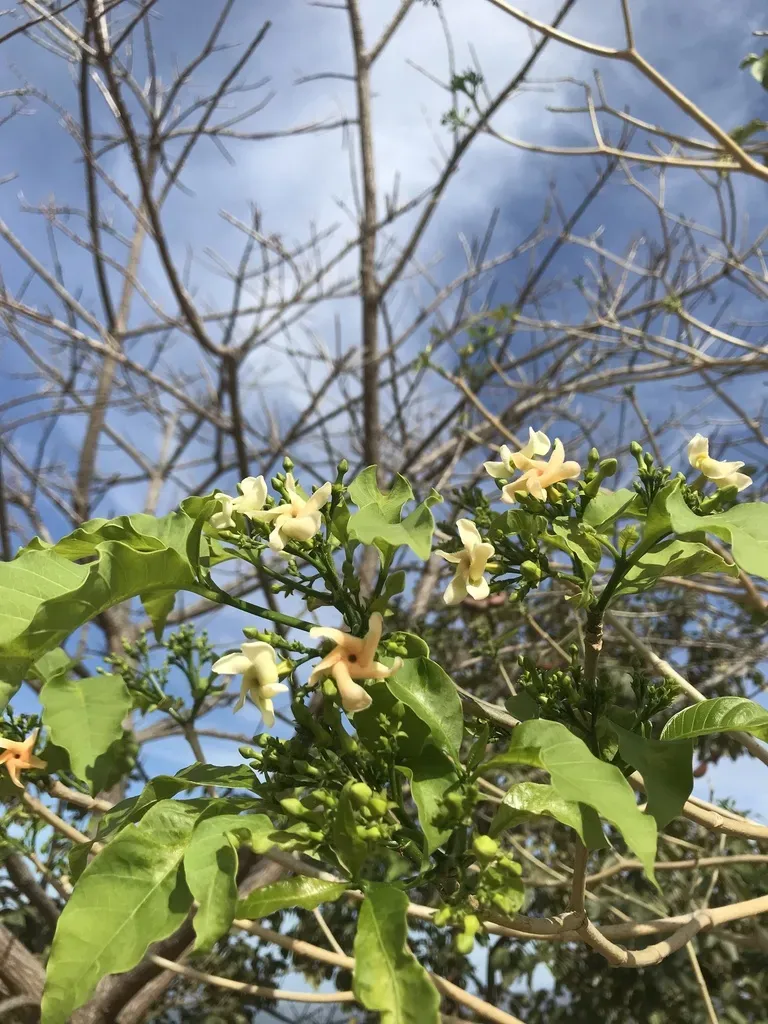 Tabernaemontana Cymosa