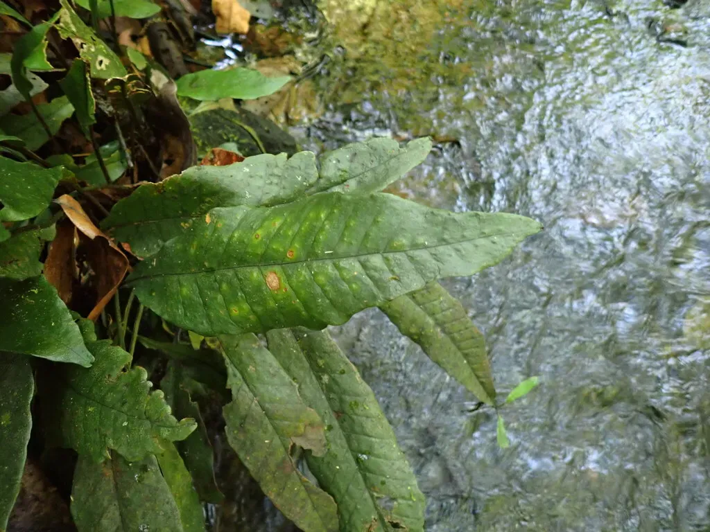 Dracoglossum Sinuatum