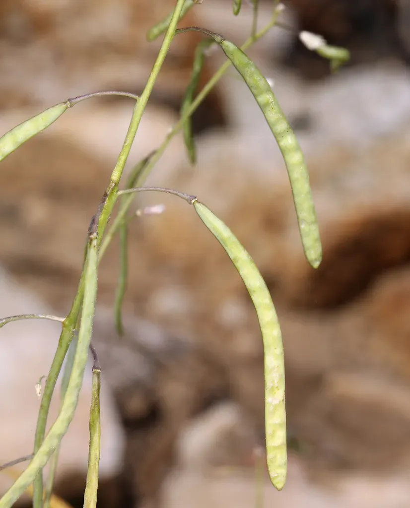 Rabbit-ear Rockcress