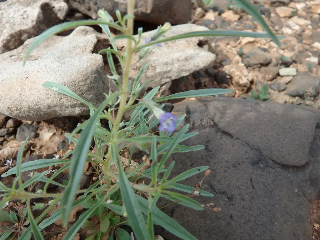 Anticharis Senegalensis