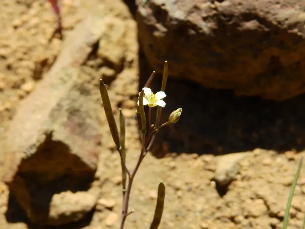 Pennellia Parvifolia