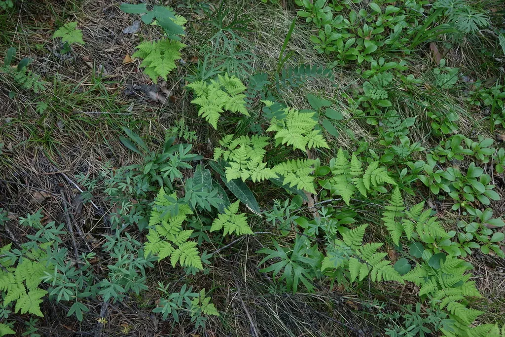 Nahanni Oak Fern