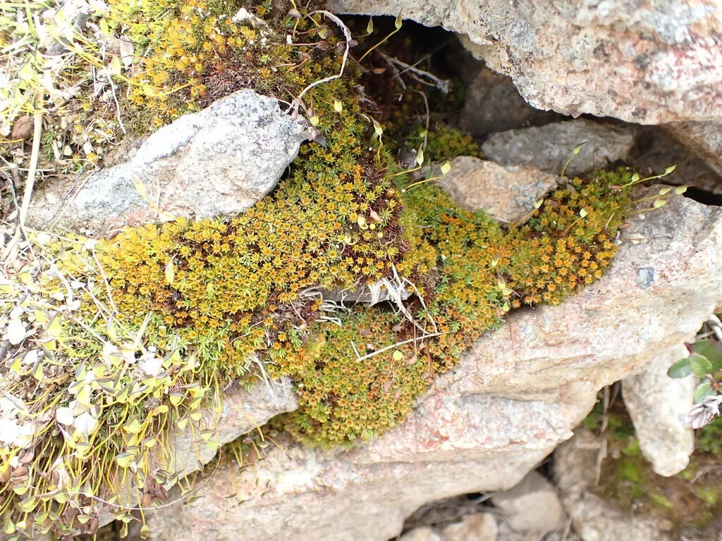 Atrichopsis Australe