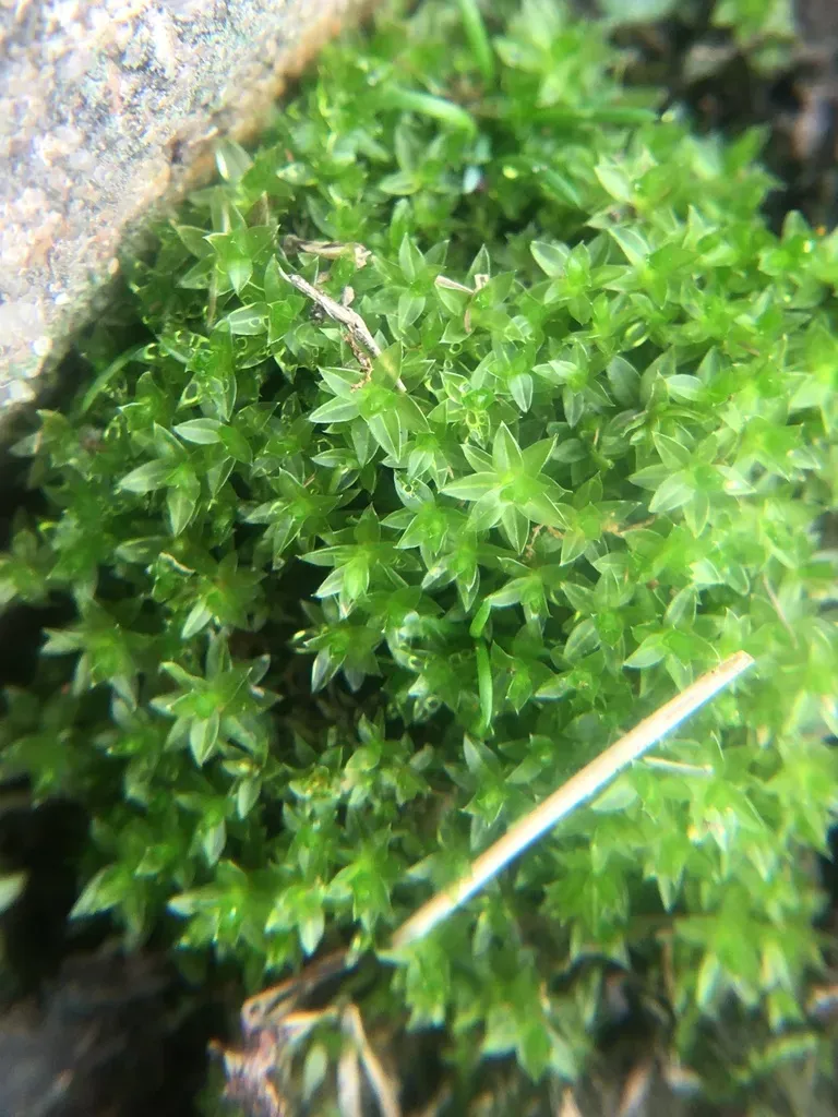 Rolled-leaf Wet-ground Moss