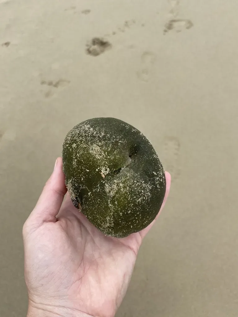 Flat Golfball Codium