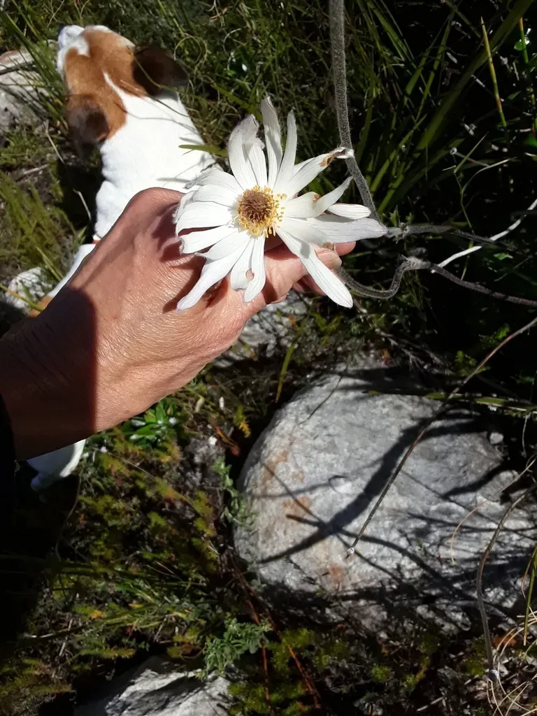 Tenuifolia Knowltonia