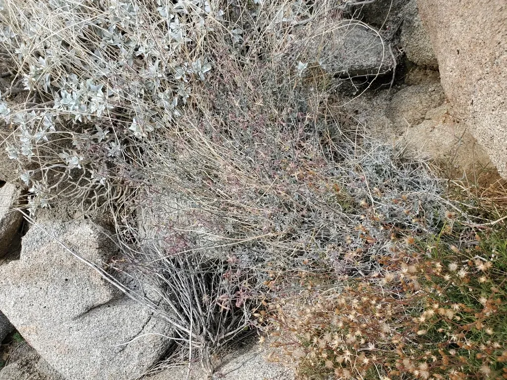 Coulter's Lyrepod