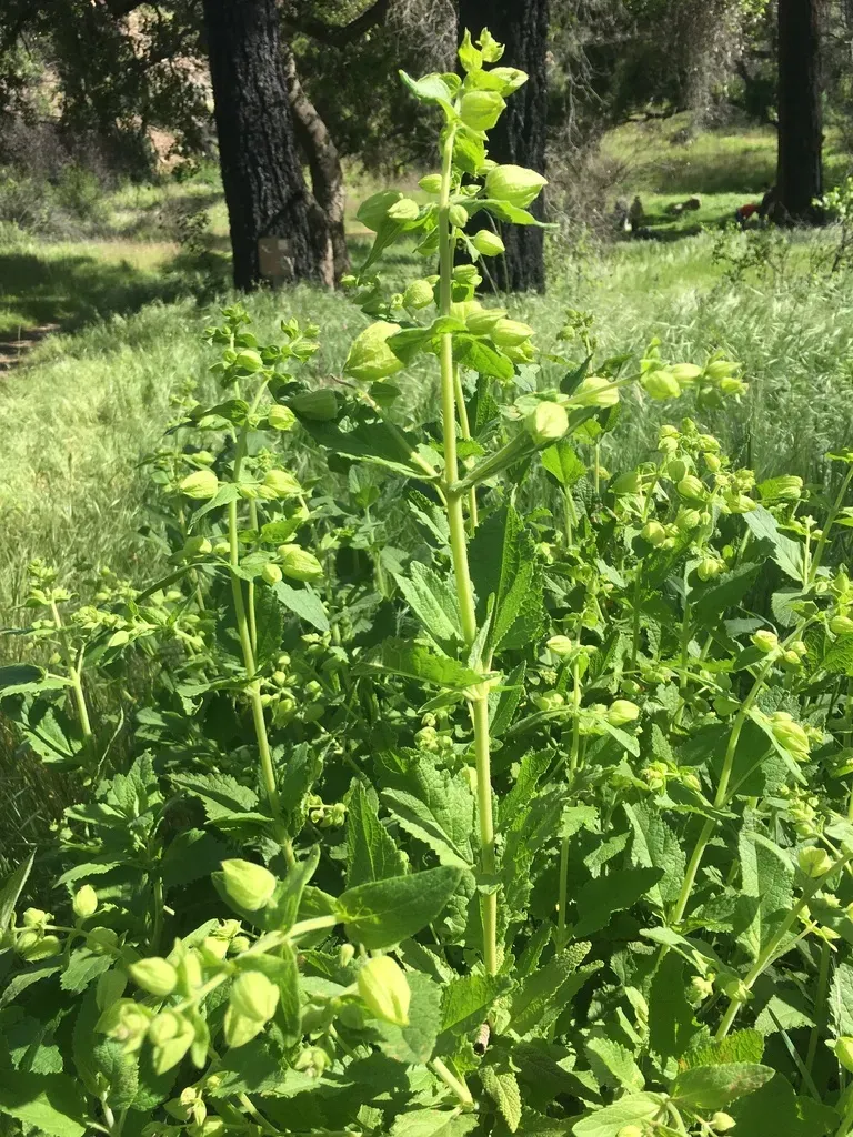Fragrant Pitcher Sage