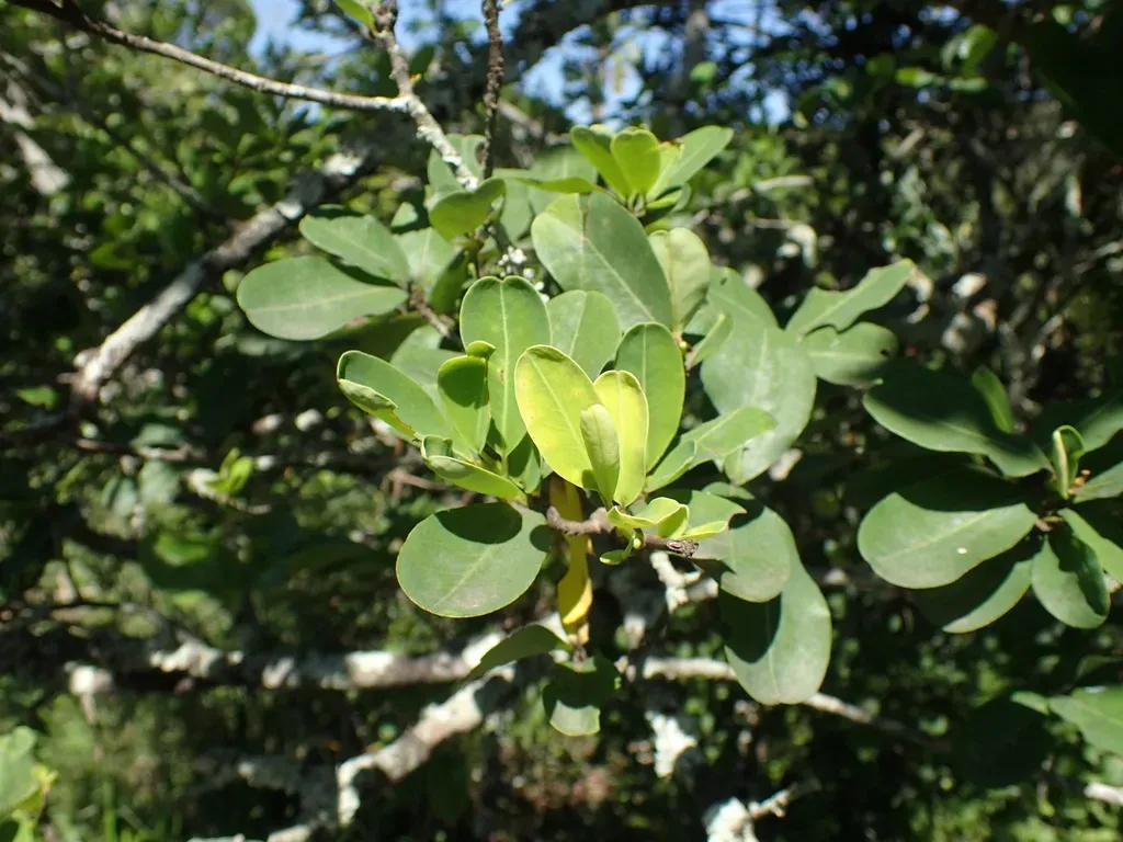 Blue-leaved Cocatree