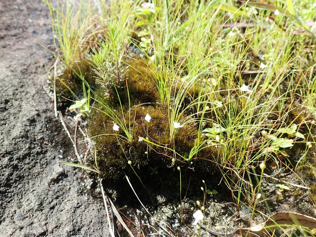 Utricularia Arenaria