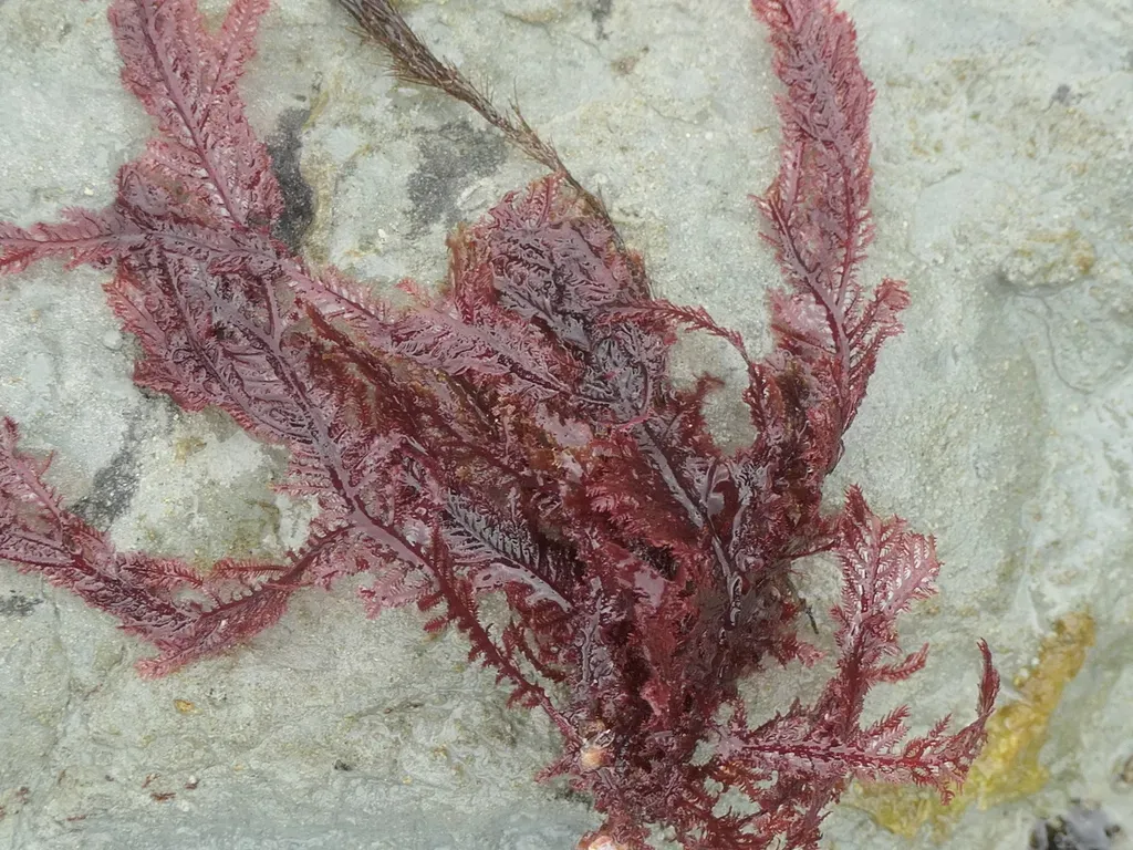 Euptilota Formosissima