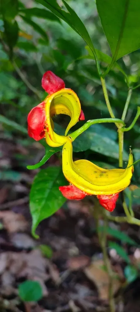 Tabernaemontana Gamblei