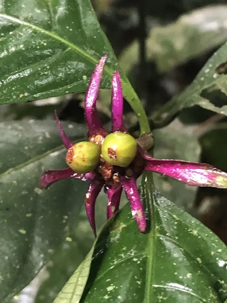 Palicourea Longiinvolucrata