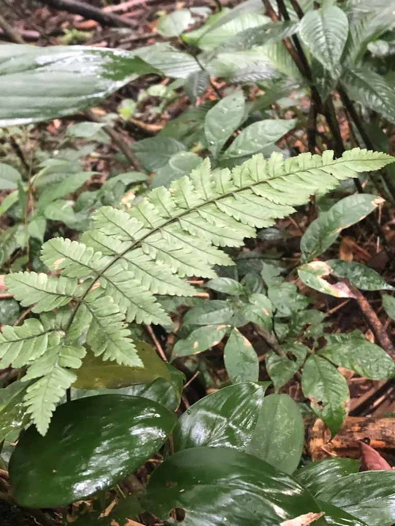 Polybotrya Osmundacea