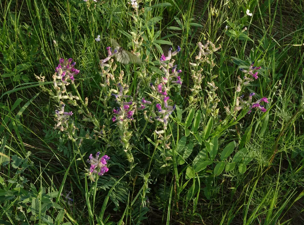 Oxytropis Adamsiana