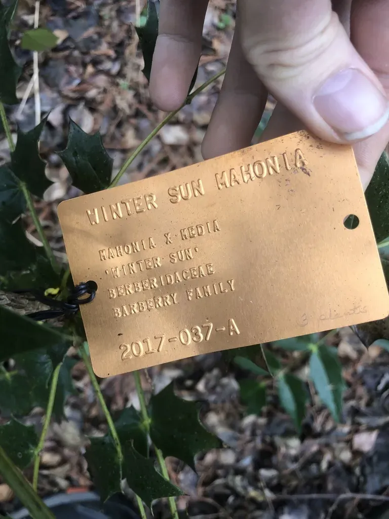 Berberis × Hortensis