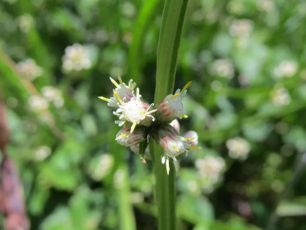 Baccharis Sagittalis