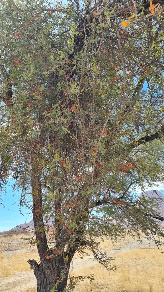 Plicosepalus Undulatus