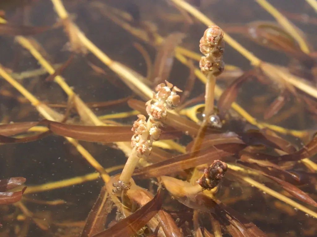 Blunt Pondweed